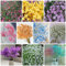 400 Pcs Schleierkraut Samen Mehrjährig - Geschenke Für Gärtner, Winterharte Blumen,Clivia Miniata, Blütenmix, Stauden Winterhart Mehrjährig, Deko Blumen Samen Winterhart, Blumensamen