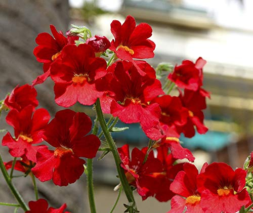Elfenspiegel Spicy Echte rote Samen - Nemesia strumosa