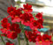Elfenspiegel Spicy Echte rote Samen - Nemesia strumosa