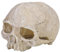 Aquarium Totenkopf Dekoration Harz künstlich Terrarium Totenkopf Aquarium Höhle Verstecken Terrarium Reptil Ornamente