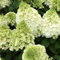 Rispenhortensie Magical Mont Blanc weiß - Hortensie winterhart & mehrjährig - Hydrangea paniculata - 1 Pflanze von Garten Schlüter - Pflanzen in Top Qualität