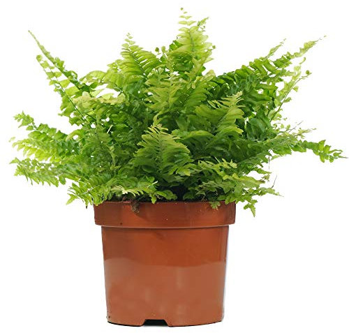 Nephrolepis Boston Fern - Sword Fern - Indoor Houseplant for Home or Office - Potted Ferns, Ideal Air Purifying Plant for Small and Large Spaces - Bright Green Foliage Leaves (40-50cm Incl. Pot)