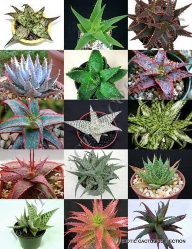 SELTENE ALOE-MISCHUNG, exotische Sorte, gute Kaktusfarbe, seltene Kakteen-Aloe-Samen, 15 Samen –
