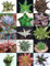 SELTENE ALOE-MISCHUNG, exotische Sorte, gute Kaktusfarbe, seltene Kakteen-Aloe-Samen, 15 Samen –