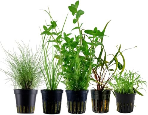 AquaOne Aquarium Pflanzen I 5X Wasserpflanzen I Einsteiger Aquarienpflanzen I Lilaeopsis Cryptocoryne Bacopa Eleocharis I Set mit 5 Aquariumpflanzen