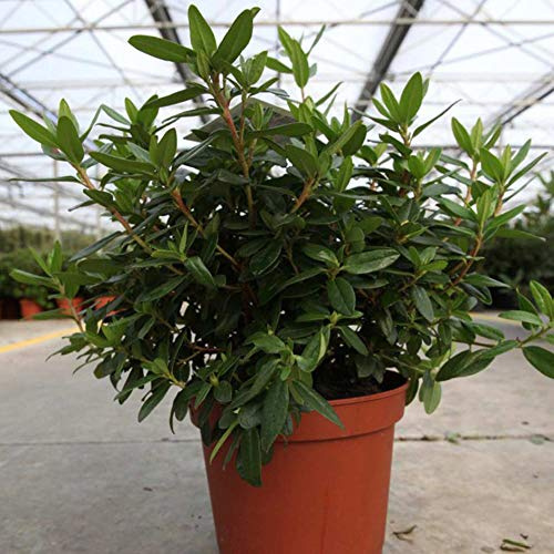 Suttons Rhododendron Gristede, Violet Flowers, Shrub, Ideal for Patio Pots, Containers and Rockeries, 1 x 2-Litre Potted Plant