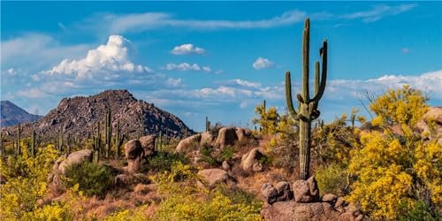 MIRRORANG 180x46cm Terrarium Hintergrund Berg Felsen Joshua Baum Blauer Himmel Riesiger Kaktus Oase Wüste Gobi Reptil Lebensraum Hintergrund Vinyl Hintergrund