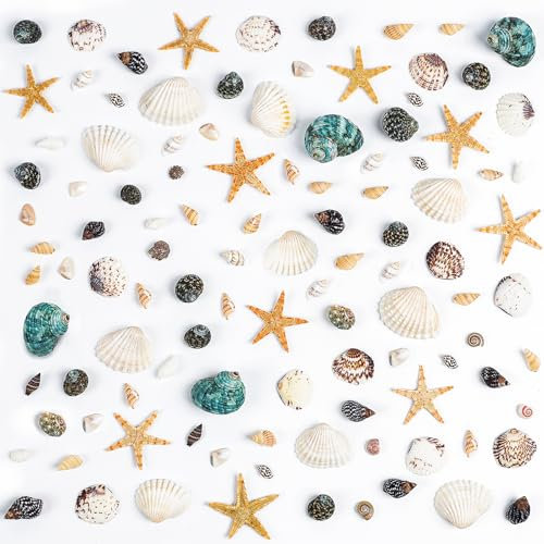 Fangoo 1300 Stücke Tiny Sea Muscheln Kleine Natürliche Seesterne Mixed Ocean Beach Spiral Muscheln für Wohndekorationen Hochzeit Dekor Kerze Herstellung Strand Theme Party DIY Handwerk und Vase Füller