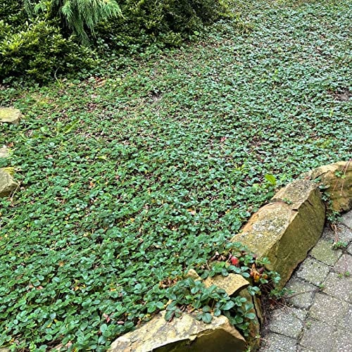 60 Stück Fragaria chiloensis 'Chaval' von Intragarten chilenische Bodendecker Erdbeere im Topf