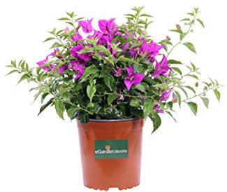 pianta di Bougainvillea Sanderiana pianta da fiore di Bougainvillea vera in vaso pianta da esterno ornamentale venduta da eGarden.store (Bougainvillea Sanderiana Cespuglio v16)