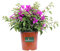 pianta di Bougainvillea Sanderiana pianta da fiore di Bougainvillea vera in vaso pianta da esterno ornamentale venduta da eGarden.store (Bougainvillea Sanderiana Cespuglio v16)