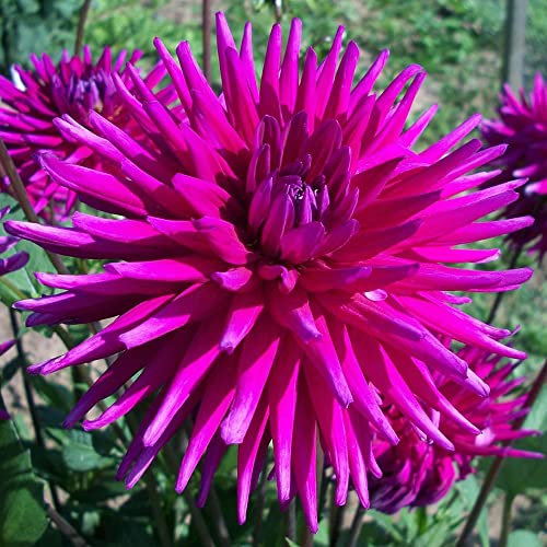 1 x Dahlia Cactus – Perennial – Summer Flowering Bulb – for Your Beautiful Garden (1 x Dahlia Cactus Purple Gem)