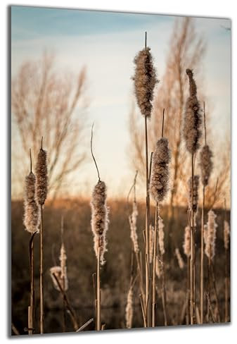 DARO Design - Wand-Bild auf 6mm HDF 84x56 cm Boho Style Schilf - Wand-Deko Bilder Geschenk