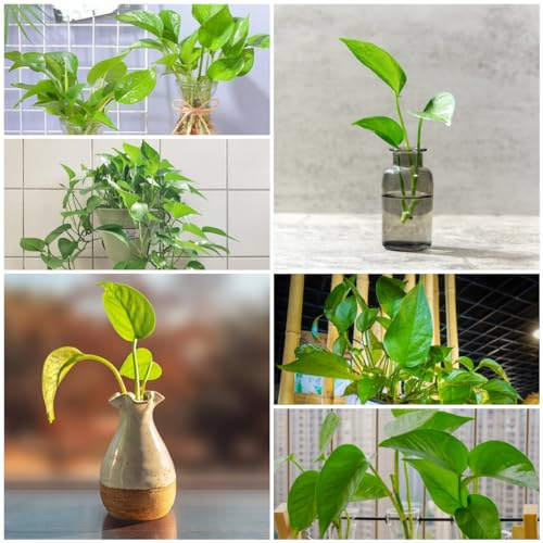 150 pcs efeutute hängend samen - Epipremnum aureum - wildblumenwiese, kletterpflanzen winterhart schnellwachsend efeutute aquarium hydrokultur pflanzen, deko wohnzimmer herbstblumen,