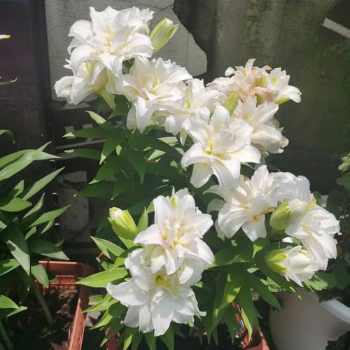 5 pcs lilien zwiebeln frühlingsblumen zwiebeln garten blumen zimmerpflanzen frühblüher zwiebeln gewächshaus balkon zwiebeln lilien stauden winterhart mehrjährig blumenzwiebeln winterhart