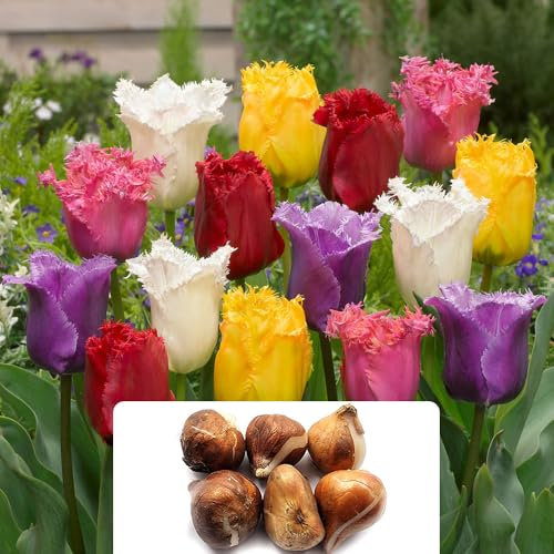 6 Tulip Crispa Mixed Bulbs – Fringed Tulipa Variety – Beautiful Satin-Like Flowers – Ideal for Beds, Borders, Pots, or Containers – Specially Cultivated for UK Climate