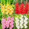 (Bulbi Di Gladioli,Fiori Di Gladiolo)-Fiori Da Giardino-3Bulbi-d
