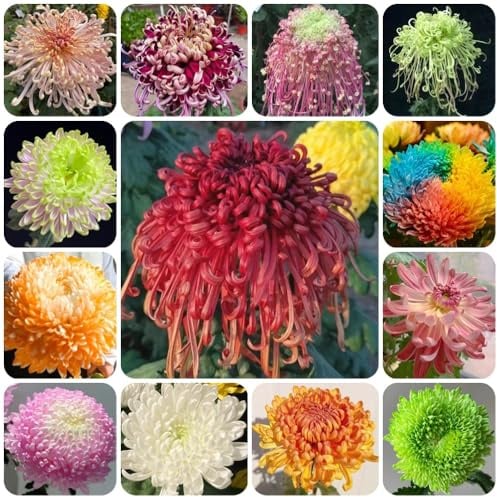 Semi di crisantemo, giardino di decorazione da giardino per esterni semi di vecchie varietà rare da balcone semi di decorazione del 250pcs