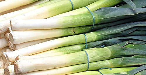 Lot de 250 Graines de Poireau Gros Long d'Eté - Variété Estivale et Savoureuse - Idéal pour les plats d'été - 100% Naturelle - Parfait en Gratin et poêlée - Garantie Germination - 100% Reproductible