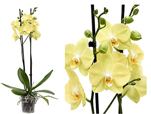 Yellow Orchid Plant - Live PHALAENOPSIS, Yellow Blooms in 12cm Pot - 40-50cm Height