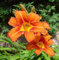 65 unidades de semillas de flores de Hemerocallis naranja