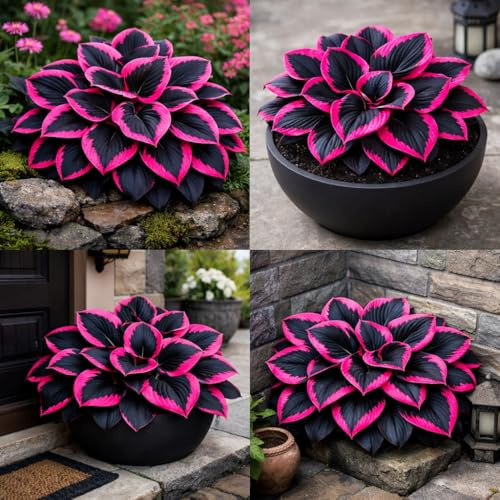 Velvet Texture Hosta Plant - Deep Purple Leaves with Silver Veins, Shade-Tolerant Ornamental for Yard/That Grow Fast/Golden Jade Carving-2 Roots-Semillo
