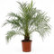 Plant in a Box - Phoenix roebelenii - Hauteur 80-90cm - Palmier nain - Plante d'intérieur purifiant l'air - Pot 21cm