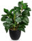 Briful Plantas artificiales de peperomia artificial de 14 pulgadas en maceta, plantas artificiales de peperomia de 36 cm, plantas verdes decorativas para interiores, pequeñas plantas artificiales para