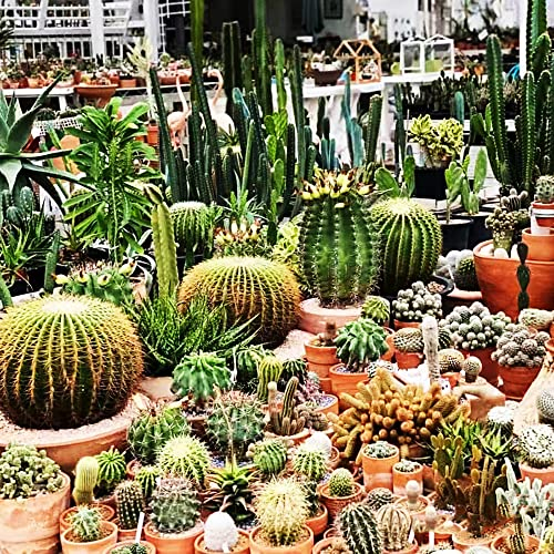 Kakteen Samen Selten,Cactus Kaktus Pflanze,Fleischfressende Pflanzen Sukkulenten Succulent Plants, Bodendecker Plantura Geschenk Für Gartenfreunde Garten Geschenk Gartenpflanzen 200 Stück