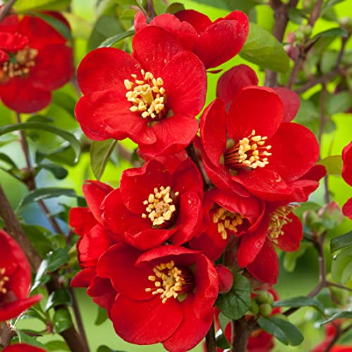 Zierquitte 'Nicoline' - Chaenomeles superba 'Nicoline' - 30-40 cm Topf - Rote Frühlingsblüten