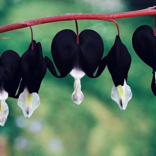 25 Stück frische schwarze Tränendes Herz-Blumensamen