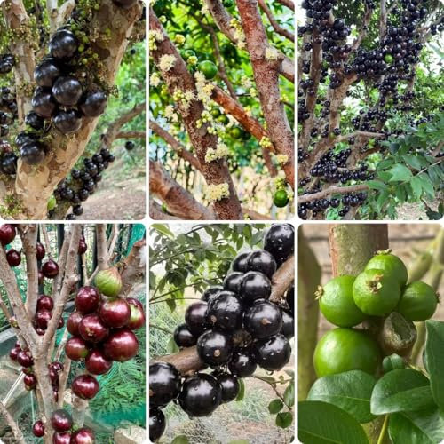 30 pz Pianta di Jabuticaba - Plinia cauliflora - piante in vaso di frutta fresca resistenti all'esterno Semi di piante dell'albero di Jabuticaba, semi di frutta piante esotiche resistenti