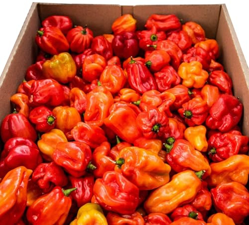 Fresh Scotch Bonnet Chillies 1kg - Chilli Mash Co - Vegan, Very Hot and Spicy, Fresh Red Scotch Bonnet Chillies from Rwanda for Cooking