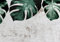 decomonkey Fototapete Natur 350x256 cm Design Tapete XXL Fototapeten Vlies Tapeten Vliestapete Wandtapete moderne Wand Schlafzimmer Wohnzimmer Blätter Grün Monstera Pflanzen Betonoptik Grau