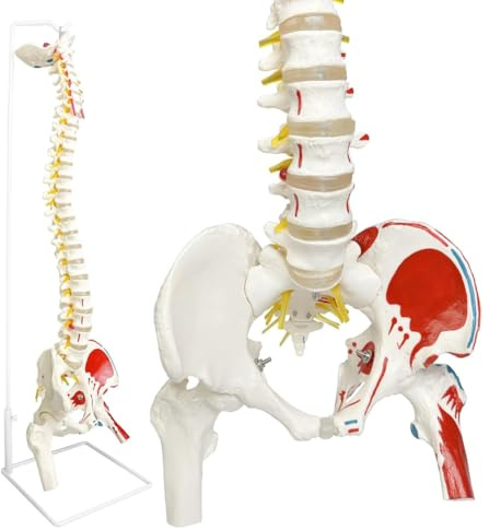 Correa Spine Model for Anatomy, Arteries, Lumbar Column,Pelvic Girdle Femur with Stand for Science Study or Patient Education