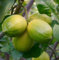 20 Dwarf Lemon Tree Seeds - Außen Pflanze, DIY Hausgarten Bonsai, duftend 5