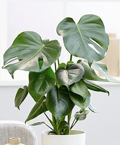 Monstera Deliciosa Swiss Cheese Plant Around 40-50cm in Height - Air Purifying Indoor Houseplant - Easy to Care for - Ideal for Bathroom, Kitchen, Bedroom, Office