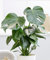 Monstera Deliciosa Swiss Cheese Plant Around 40-50cm in Height - Air Purifying Indoor Houseplant - Easy to Care for - Ideal for Bathroom, Kitchen, Bedroom, Office