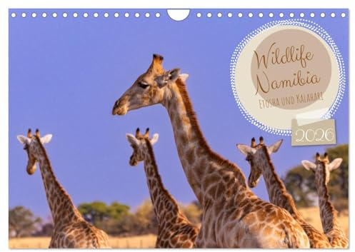 Wildlife Namibia - Etosha und Kalahari (Wandkalender 2026 DIN A4 quer), CALVENDO Monatskalender: Faszinierende Tierfotos, die begeistern (CALVENDO Tiere)