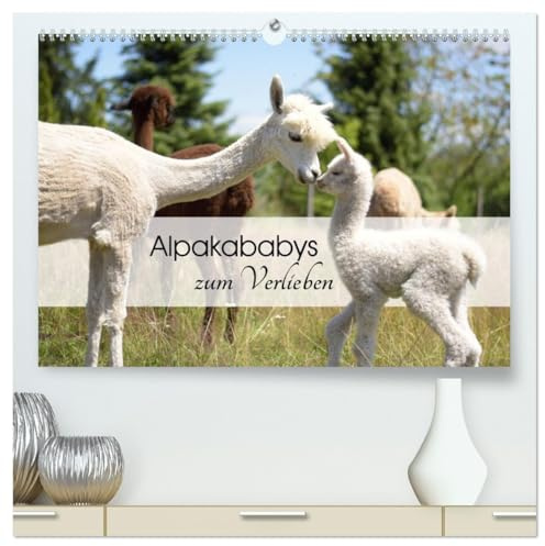 Alpakababys zum Verlieben (hochwertiger Premium Wandkalender 2026 DIN A2 quer), Kunstdruck in Hochglanz: Süße Alpakafohlen in Aktion (CALVENDO Tiere)