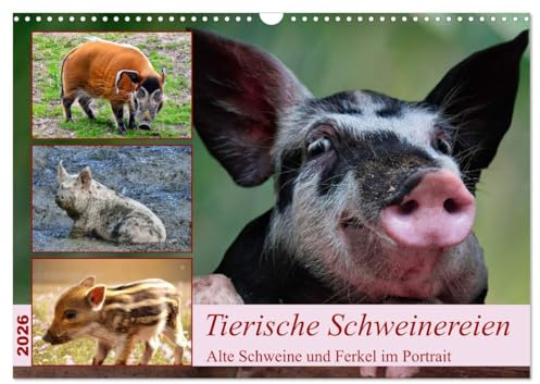 Tierische Schweinereien (Wandkalender 2026 DIN A3 quer), CALVENDO Monatskalender: Alte Schweine und Ferkel im Portrait (CALVENDO Tiere)