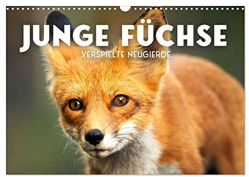 Junge Füchse - Verspielte Neugierde. (Wandkalender 2026 DIN A3 quer), CALVENDO Monatskalender: Flinke Abenteurer. (CALVENDO Tiere)