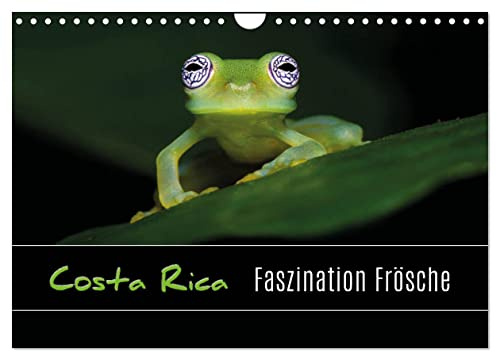 Costa Rica - Faszination Frösche (Wandkalender 2026 DIN A4 quer), CALVENDO Monatskalender: Makroaufnahmen von Fröschen aus Costa Rica (CALVENDO Tiere)