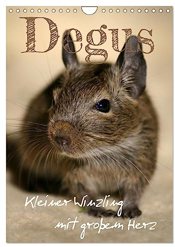 Degus - Winzlinge mit großem Herz (Wandkalender 2025 DIN A4 hoch), CALVENDO Monatskalender: Degus sind wunderbare Haustiere (CALVENDO Tiere)