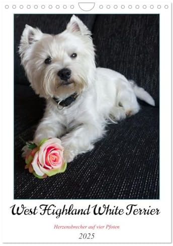 West Highland White Terrier - Herzensbrecher auf vier Pfoten (Wandkalender 2025 DIN A4 hoch), CALVENDO Monatskalender: Der Westie - kleiner Hund mit großem Herz (CALVENDO Tiere)