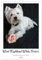 West Highland White Terrier - Herzensbrecher auf vier Pfoten (Wandkalender 2025 DIN A4 hoch), CALVENDO Monatskalender: Der Westie - kleiner Hund mit großem Herz (CALVENDO Tiere)