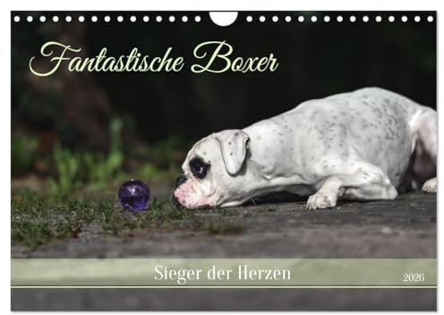 Fantastische Boxer - Sieger der Herzen (Wandkalender 2026 DIN A4 quer), CALVENDO Monatskalender: Bezaubernde Boxer, neugierige und charmante Clowns. (CALVENDO Tiere)