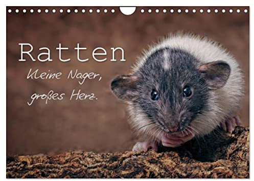 Ratten. Kleine Nager, großes Herz. (Wandkalender 2026 DIN A4 quer), CALVENDO Monatskalender: Beeindruckende Aufnahmen der intelligenten und ... Sie durch das ganze Jahr. (CALVENDO Tiere)