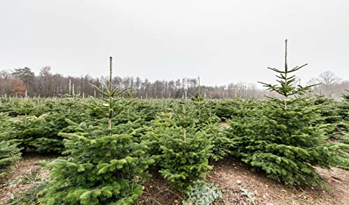 Weihnachtsbaum Set 20 Pflanzen ideal zum Aufpflanzen von Weihnachtsbäumen Nordmanntannen + Korktannen + Blaufichten + Nobilis günstig als Set selber Weihnachtsbäume anpflanzen Wurzelware