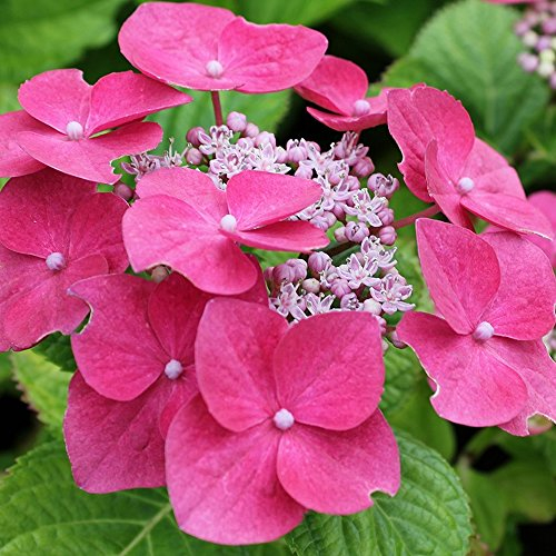 1 X HYDRANGEA MACROPHYLLA 'TELLER PINK' SOMMERGRÜNER STRAUCH WINTERHARTE PFLANZE IM TOPF